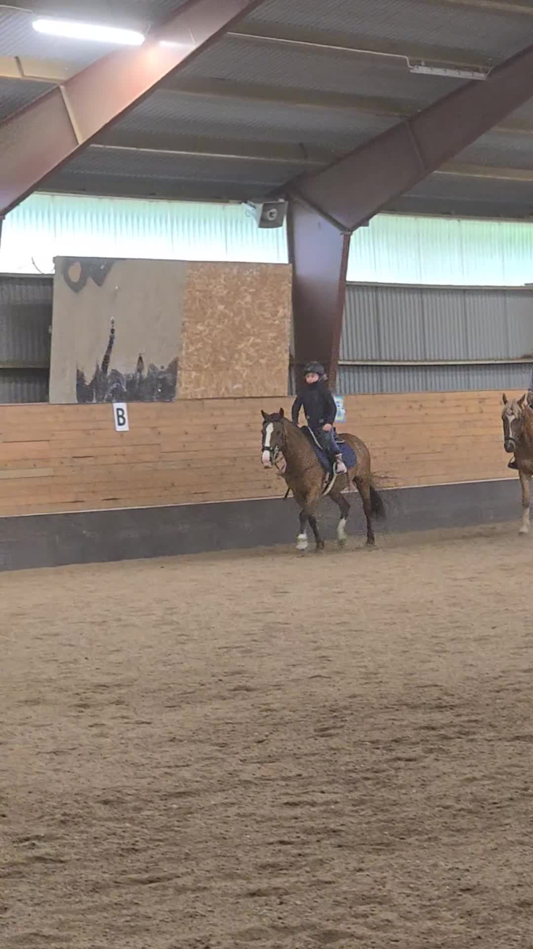 Dressyr hästar till salu: Snygg allround/dressyrponny - Video 3