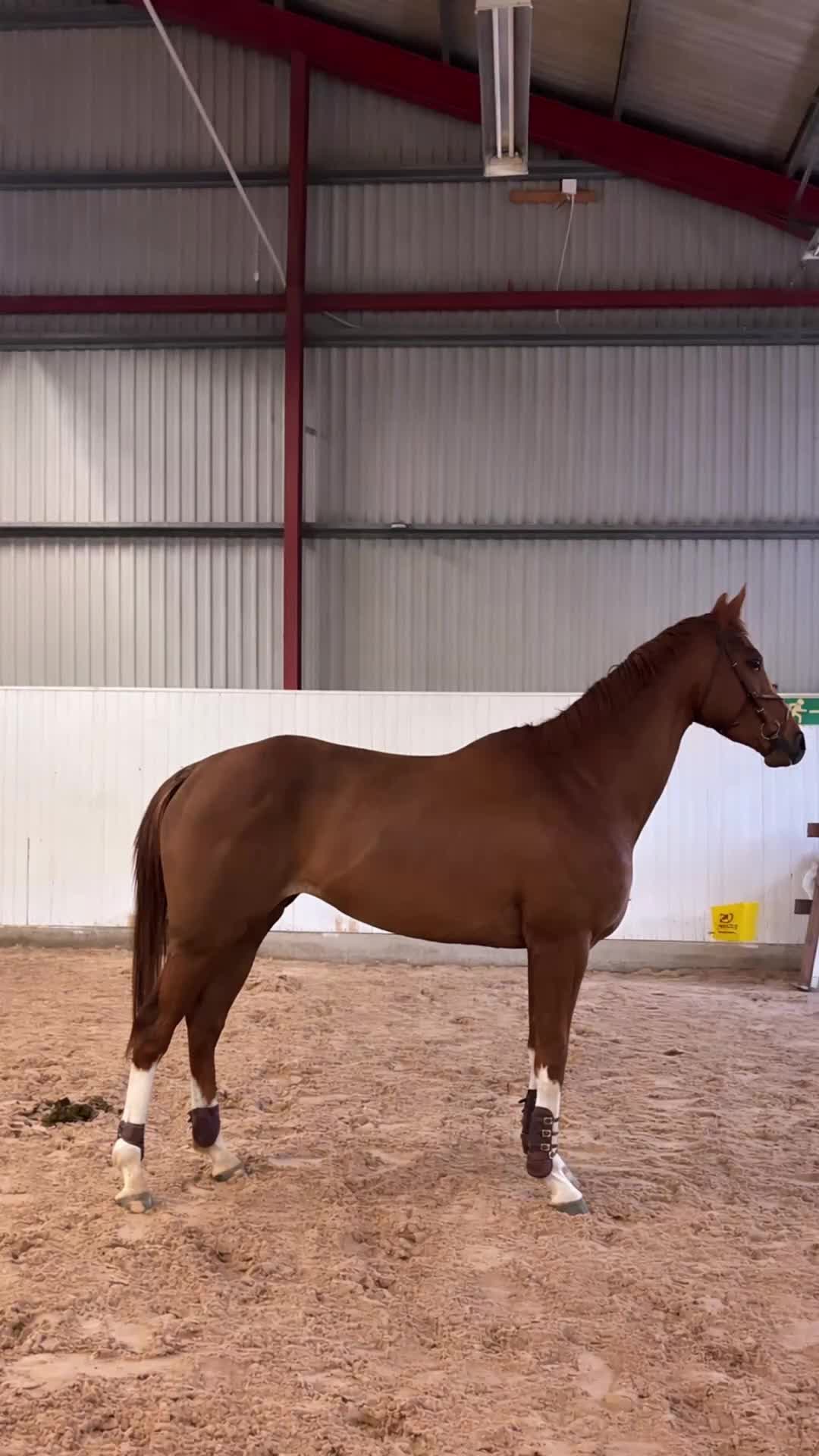 Fälttävlan hästar till salu: Blivande fälttävlansstjärna  - Video 1