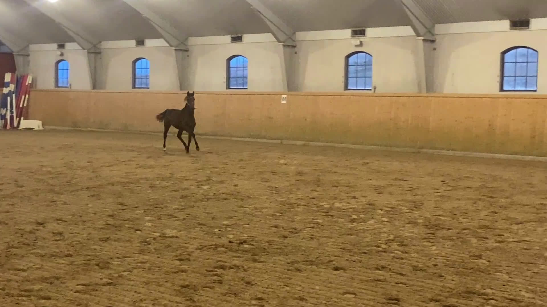 Trav hästar till salu: Snygg 1-årig hingst till trav i Skurup - Video 3