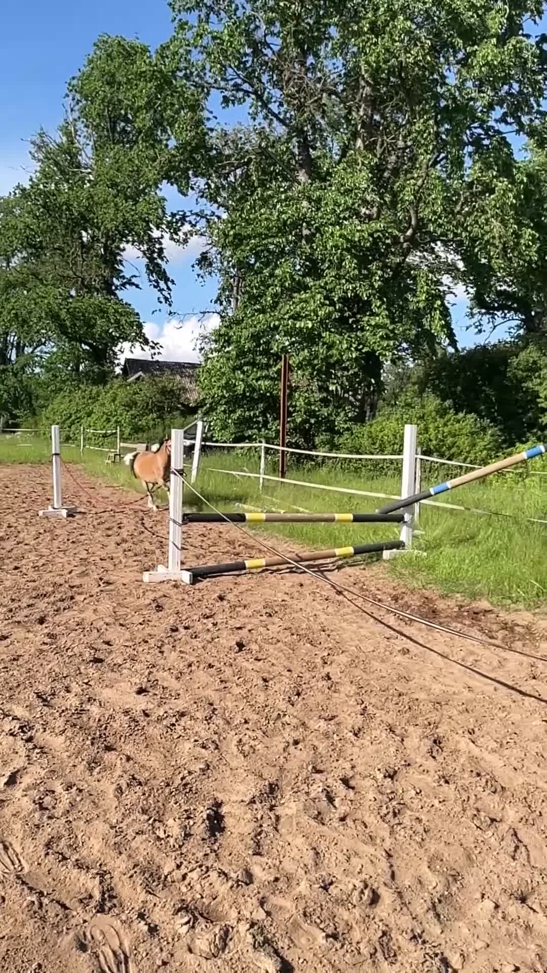 Allround hästar till salu: Otroligt snäll och vacker Welsh mountain  - Video 1