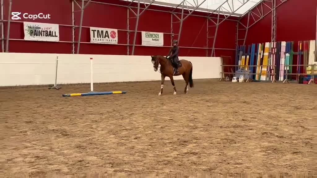 Hoppning hästar till salu: 🌟Blivande tävlingshäst🌟 - Video 2
