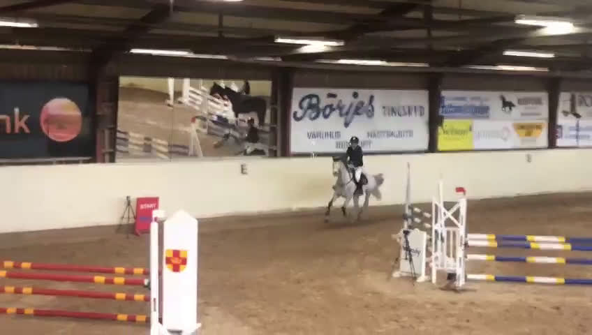Hoppning hästar till salu: Allround häst i Värends Nöbbele - Video 1
