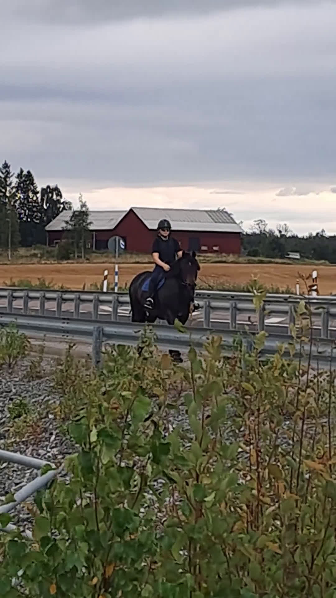 Allround hästar till salu: Pigg o hoppglad skogsmulle i Enköping - Video 1