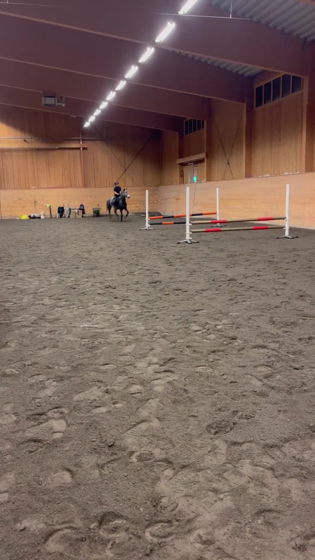 Allround hästar till salu: Projekt ponny i Bollstabruk - Video 3