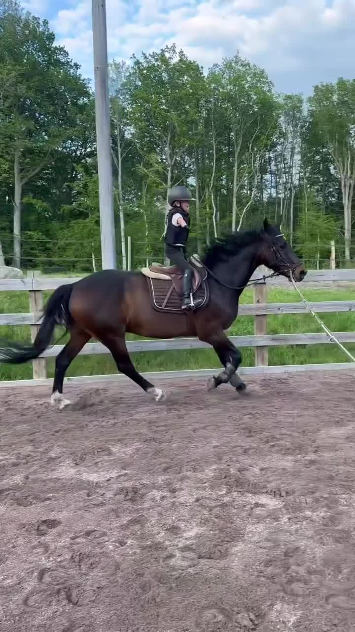Hoppning hästar till salu: 140+ Scope och gentleman! - Video 5