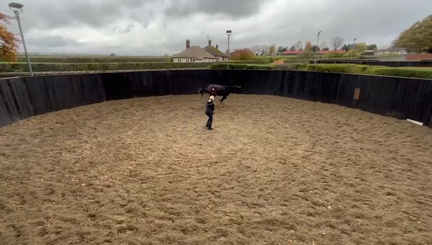 Fälttävlan hästar till salu: En otroligt snäll unghäst att forma själv! i Bälinge - Video 3