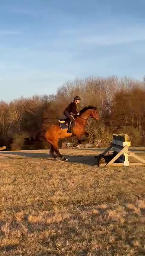 Fälttävlan hästar till salu: Fälttävlanshäst i Flyinge - Video 3