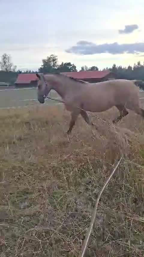 Allround hästar till salu: En trygg allroundhäst med hjärtat på rätt ställe❤️ - Video 1