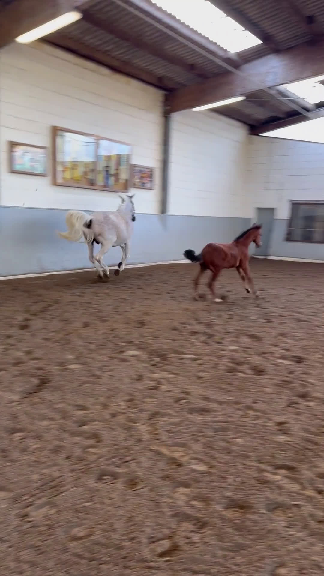 Hoppning hästar till salu: Hingstföl e. Ermitage Kalone - Clarimo i Glumslöv - Video 2