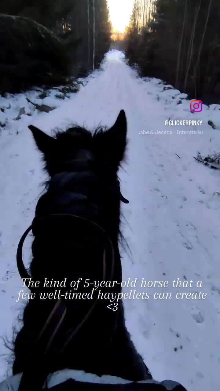 Allround hästar till salu: Världens finaste Pinky - Video 3