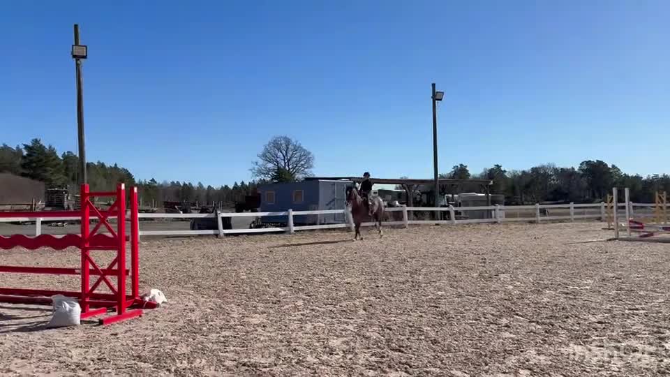 Hoppning hästar till salu: Supertrevlig valack säljes  i Ekerö - Video 1