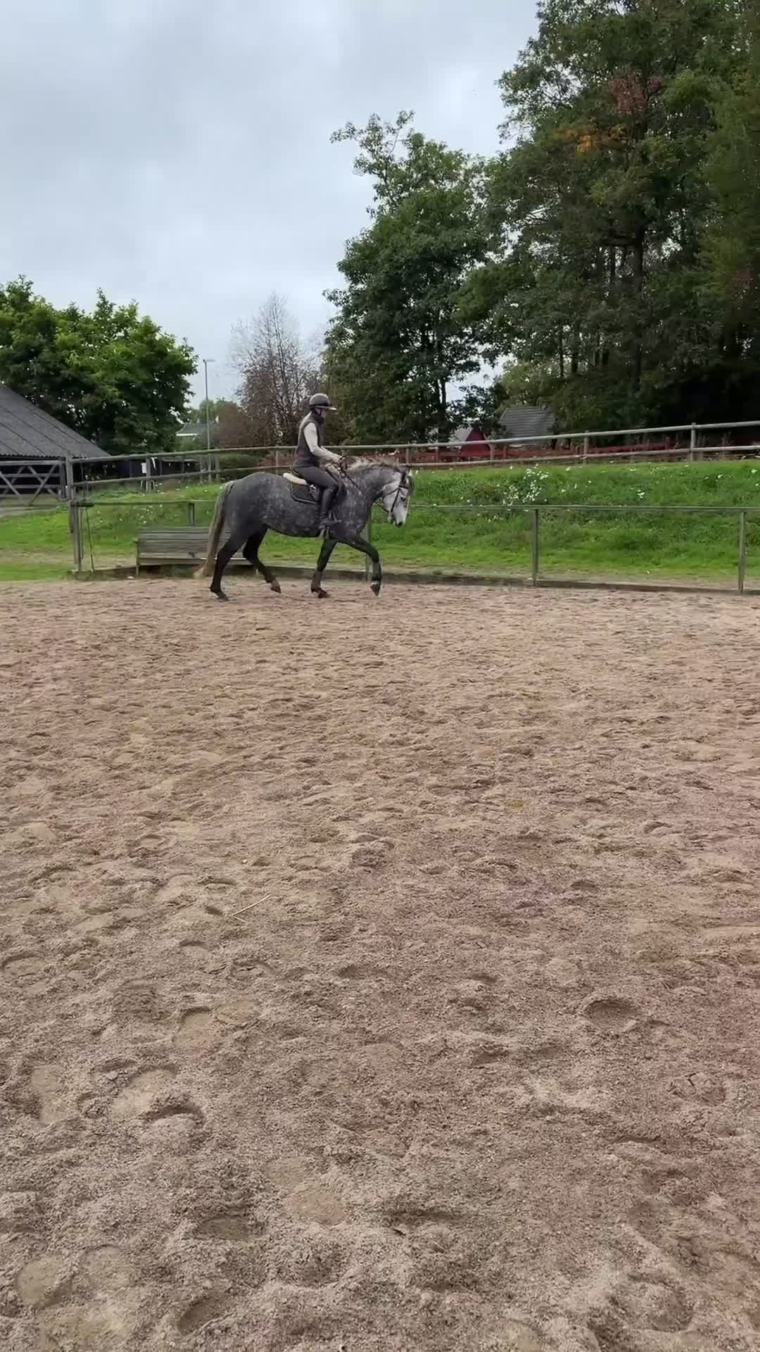 Allround hästar till salu: Den perfekta ponnyn! - Video 2