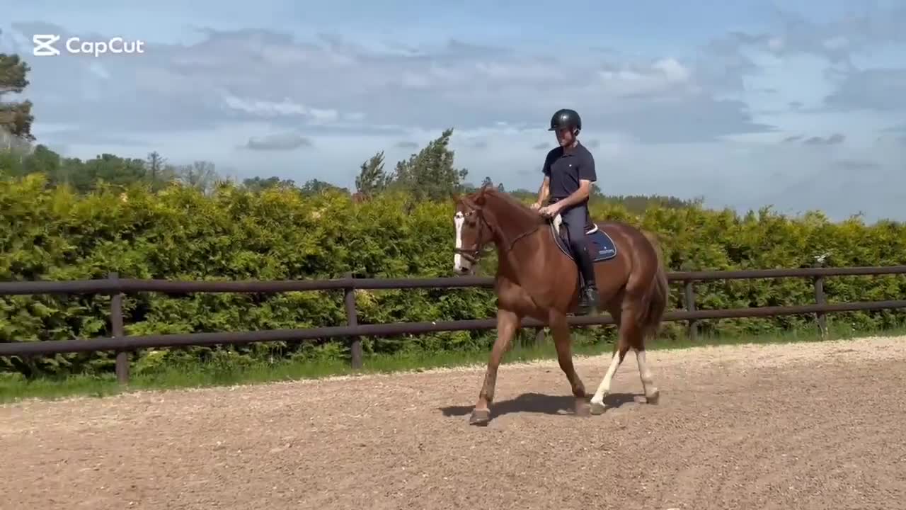 Hoppning hästar till salu: Snäll häst med mycket kapacitet! - Video 3