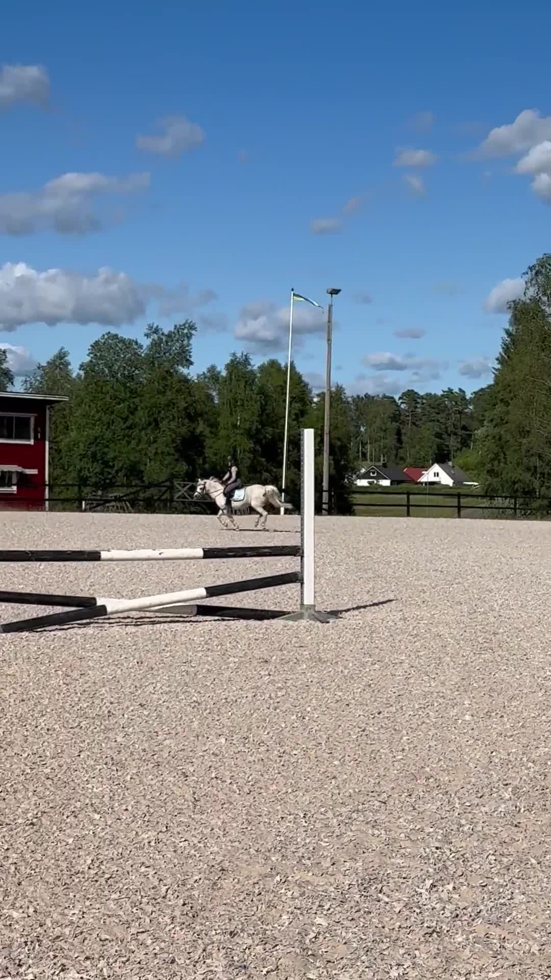 Allround hästar till salu: Welsh mountain-sto - Video 1
