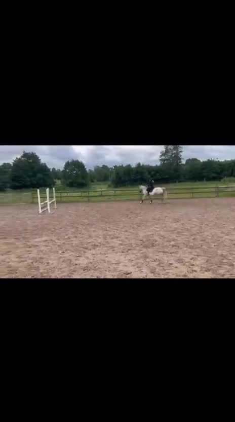 Allround hästar till salu: Supertrevligt sto /fint avelsto  - Video 1