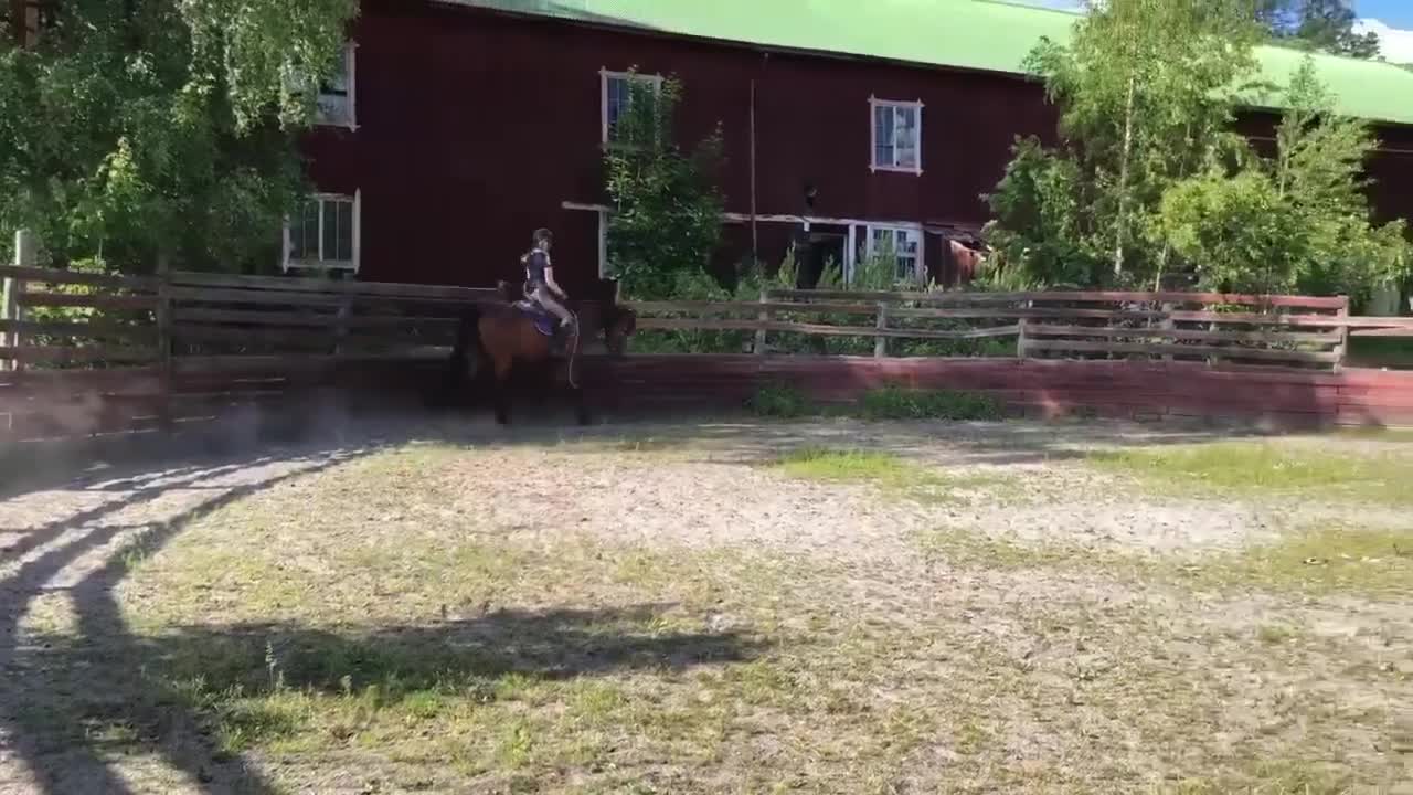 Allround hästar till salu: Nätt sto för dig som vill ha en bästa vän i Edsbro - Video 1