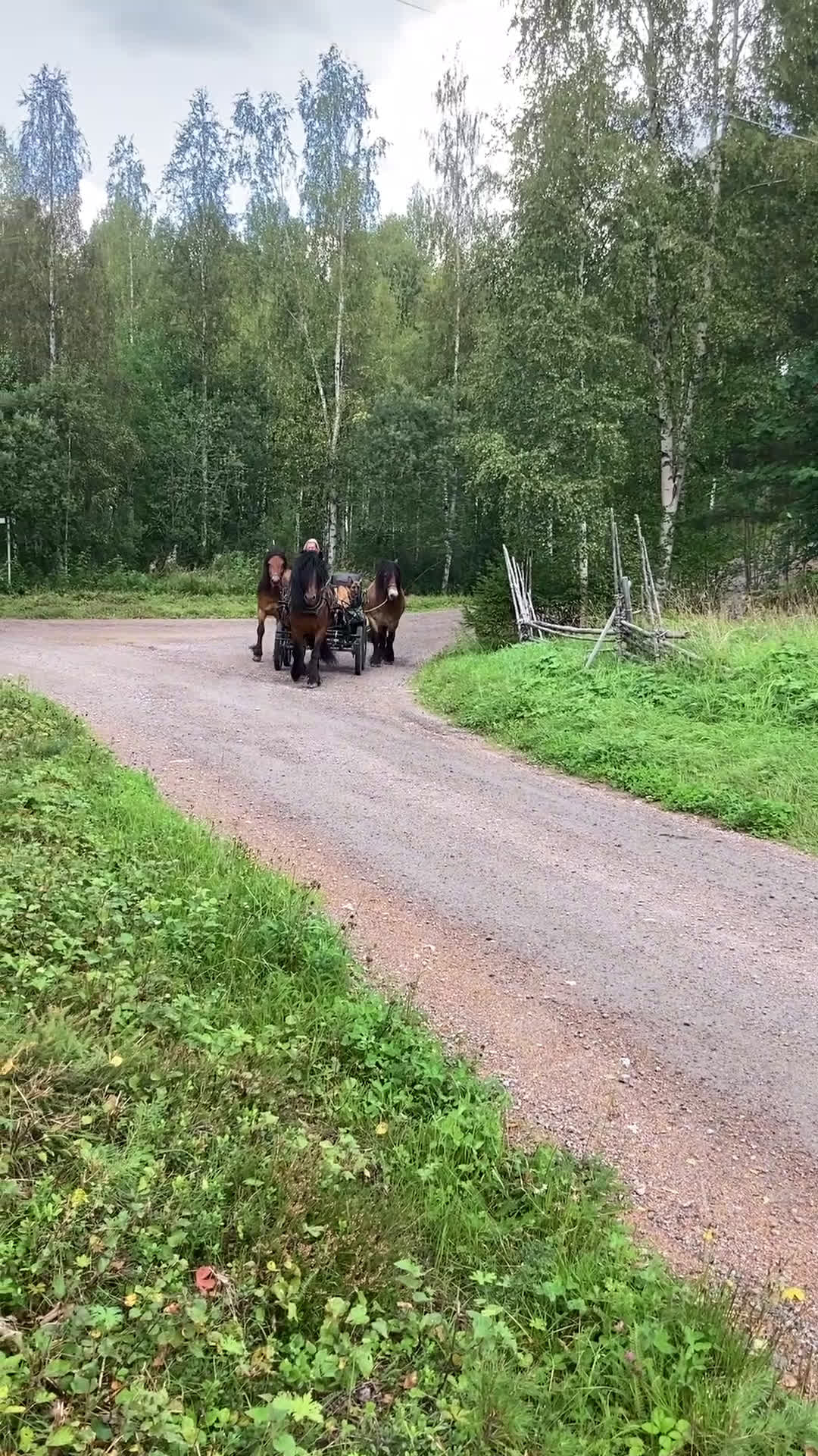 Allround hästar till salu: Nsv brukshingst säljes i Alfta - Video 1