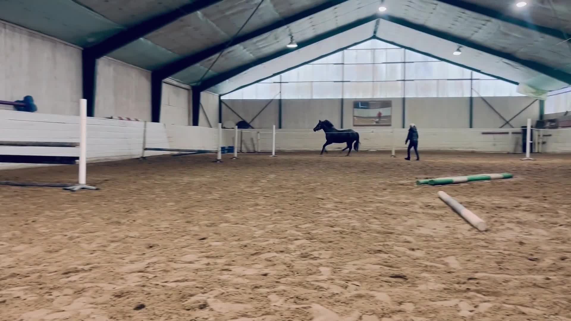 Allround hästar till salu: Trevligt sto f 21 e:Diero lux N - Video 4