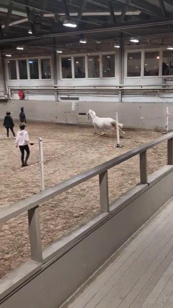 Allround hästar till salu: Välriden och charmig maxad D-ponny  - Video 3