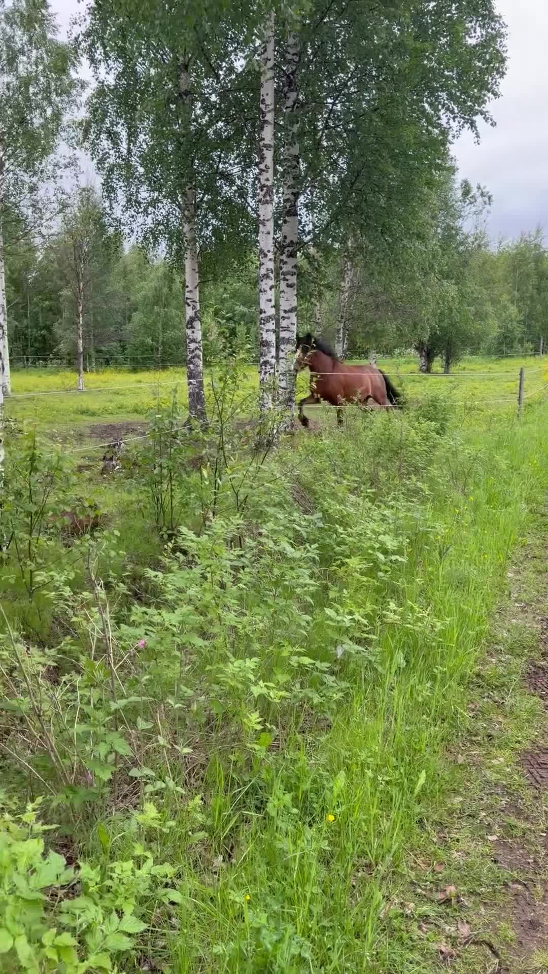 Allround hästar till salu: Kallblodstravarsto Junijäntan  - Video 1