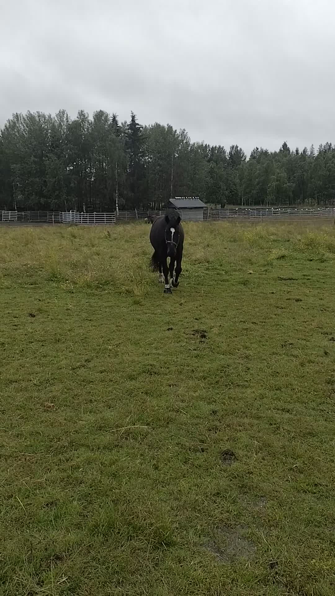 Allround hästar till salu: Polskt halvblod - Video 2