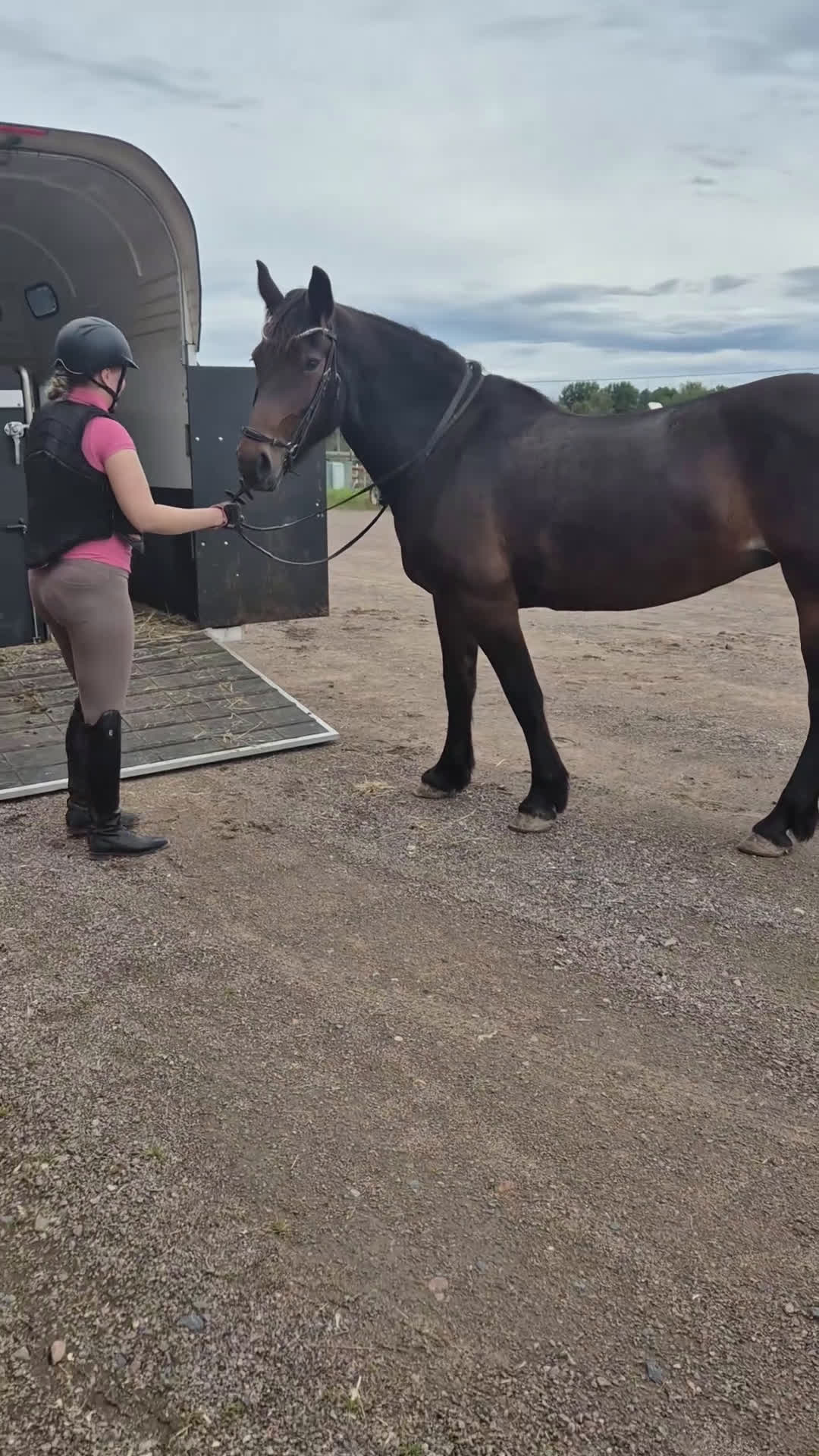 Allround hästar till salu: Snyggt Kallblodssto - Video 5