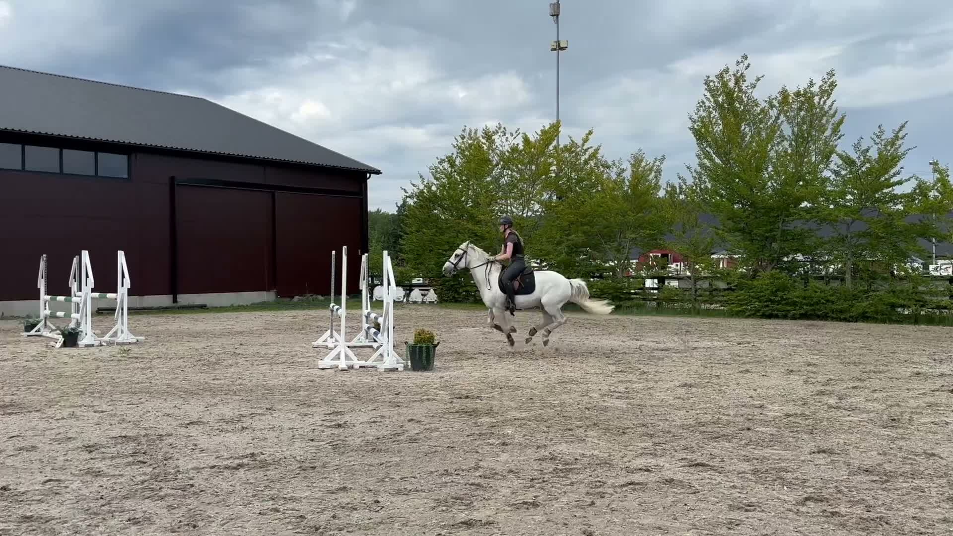 Dressyr hästar till salu: Allsidig FEI-dressyrponny med stor kapacitet - Video 2