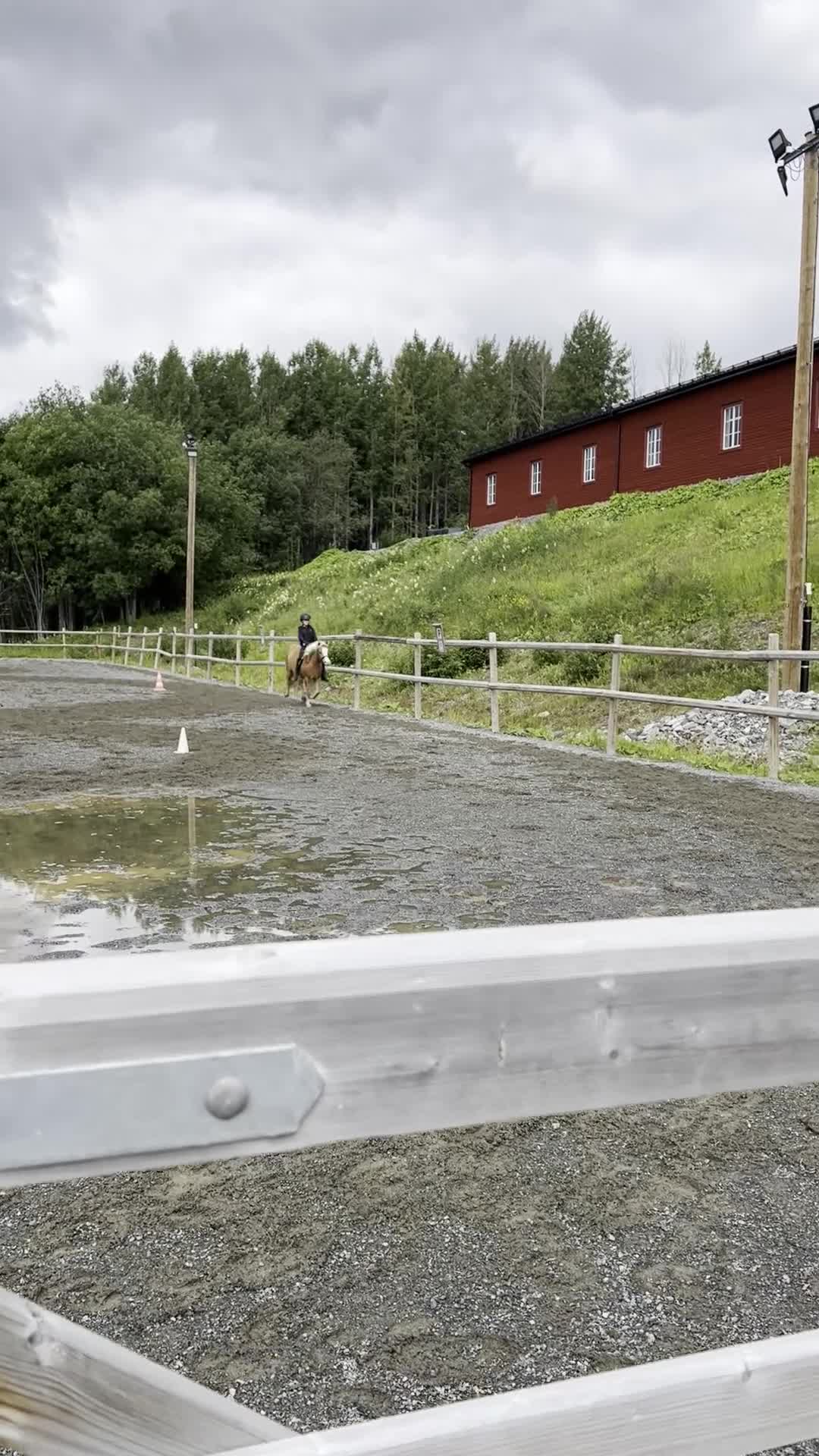 Körning hästar till salu: Bästa vän för körning och ridning - Video 2