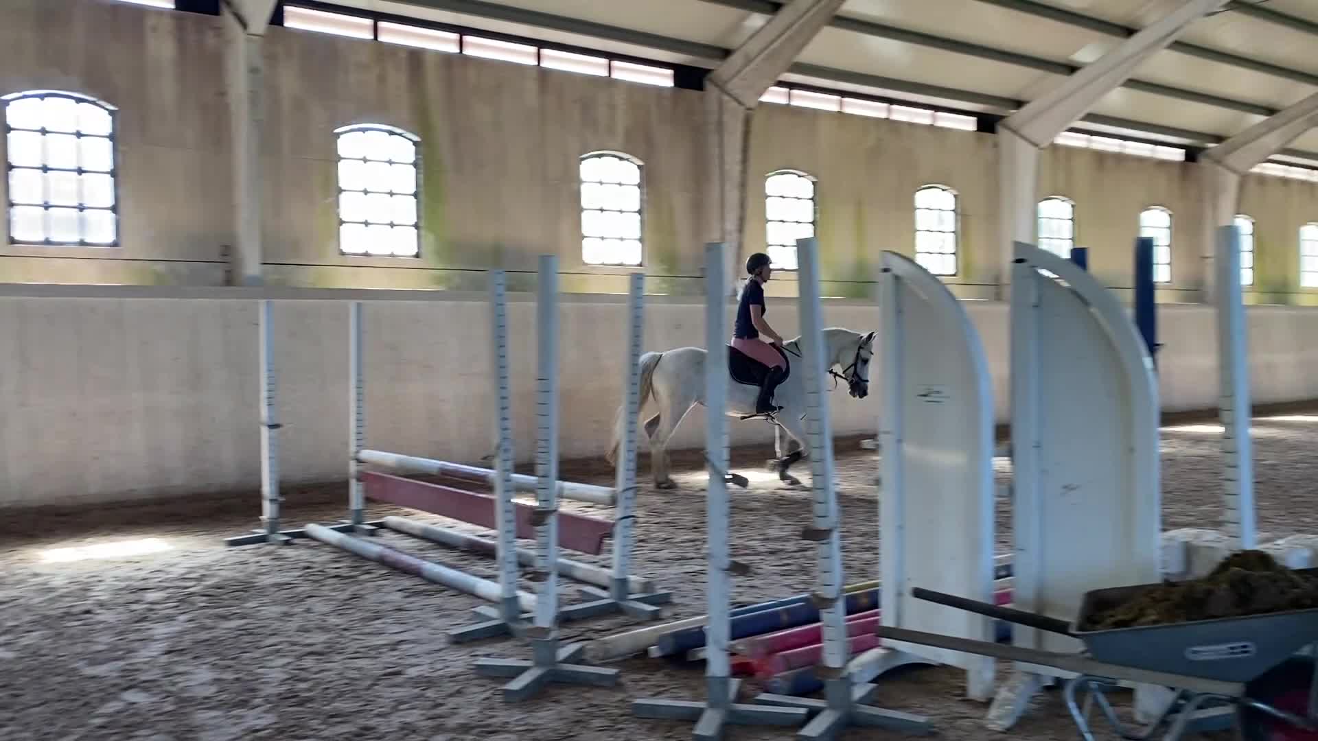 Allround hästar till salu: Vackert Connemara sto för alla discipliner 🌸 - Video 4