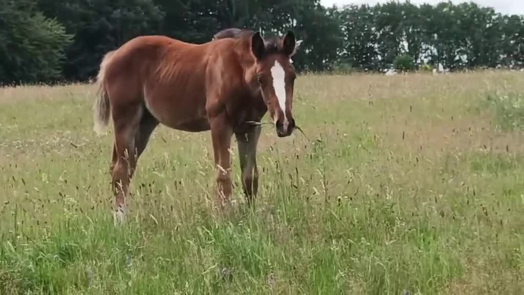Hoppning hästar till salu: Föl efter Aganix D'Amour född 18/5-26 - Video 1