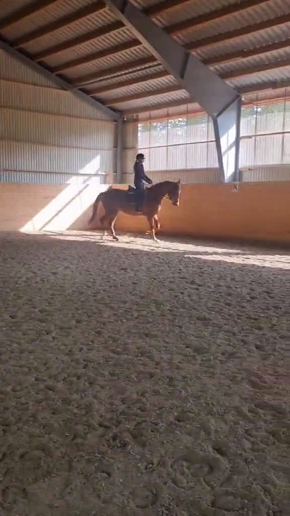 Dressyr hästar till salu: Framtids stjärna i Vetlanda - Video 1