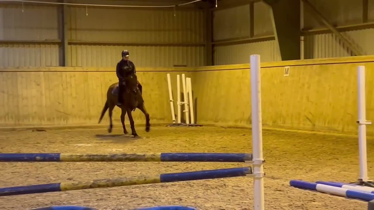 Hoppning hästar till salu: Projekt häst med meriterade syskon - Video 3