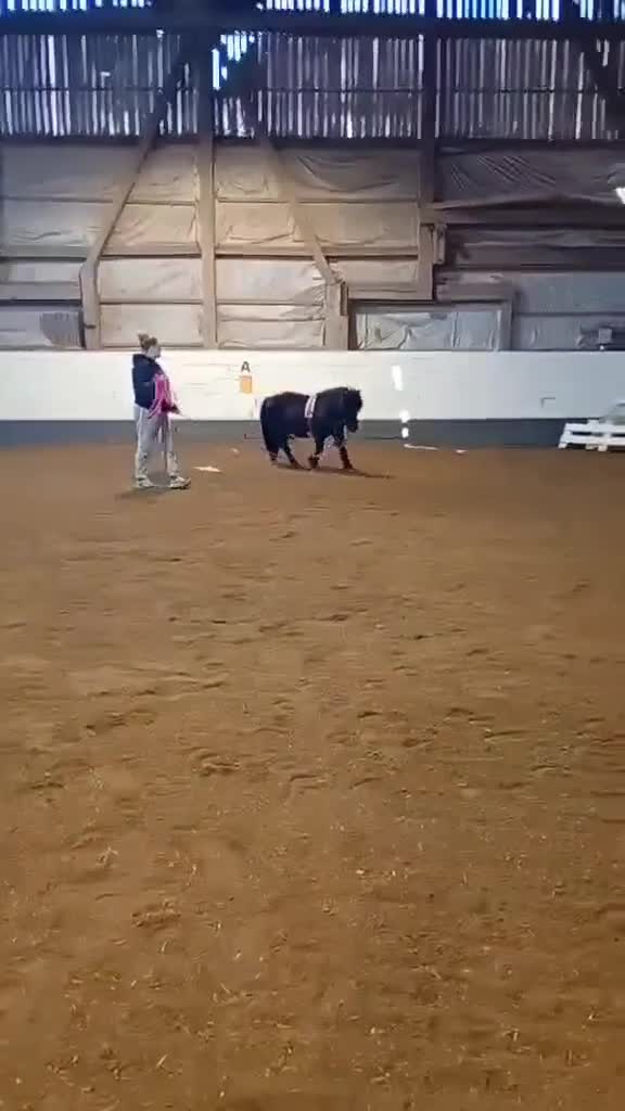  avel finnes: Stenbys Cajsa för avel i Ljungsbro - Video 2