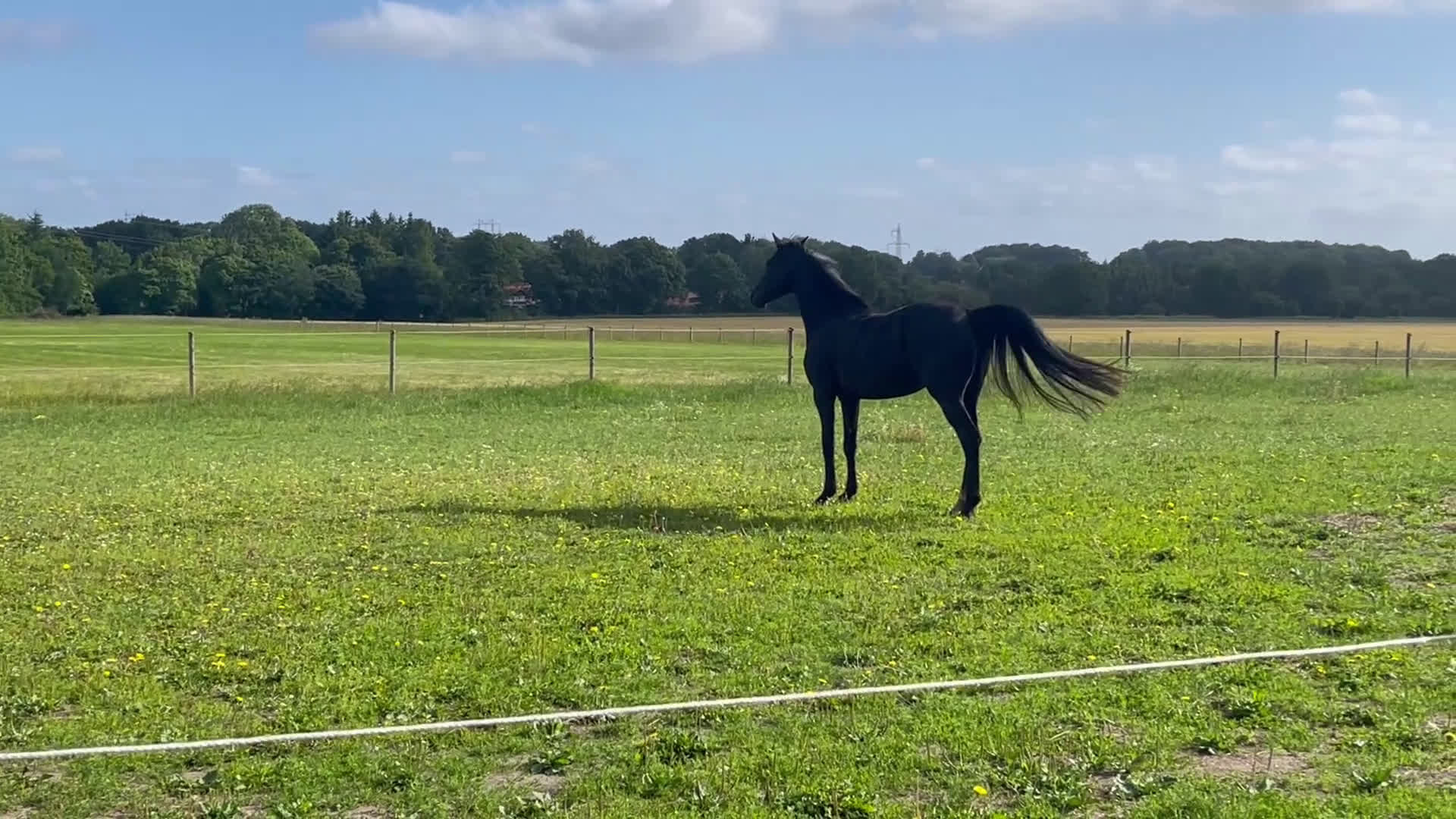 Dressyr hästar till salu: Dressyrsto i Löberöd - Video 2