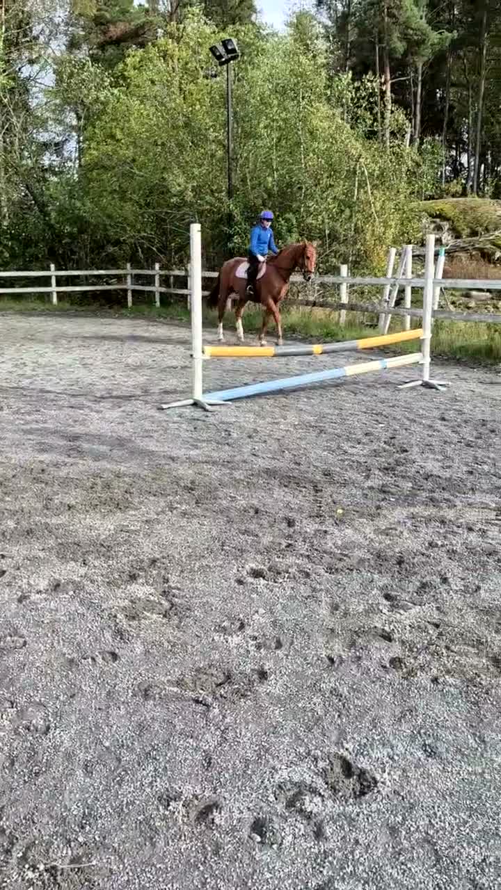 Hoppning hästar till salu: Trevlig kille - Video 2