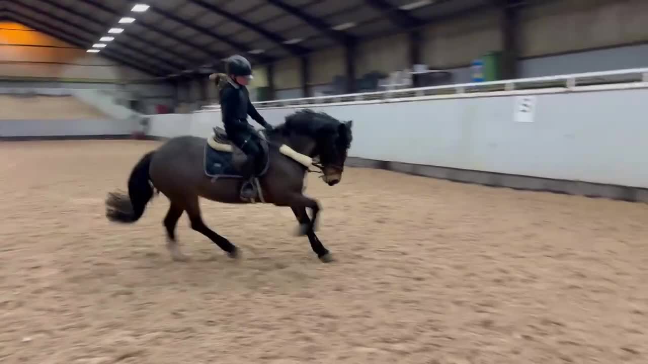 Hoppning hästar till salu: En fantastisk första tävlingsponny!! - Video 4