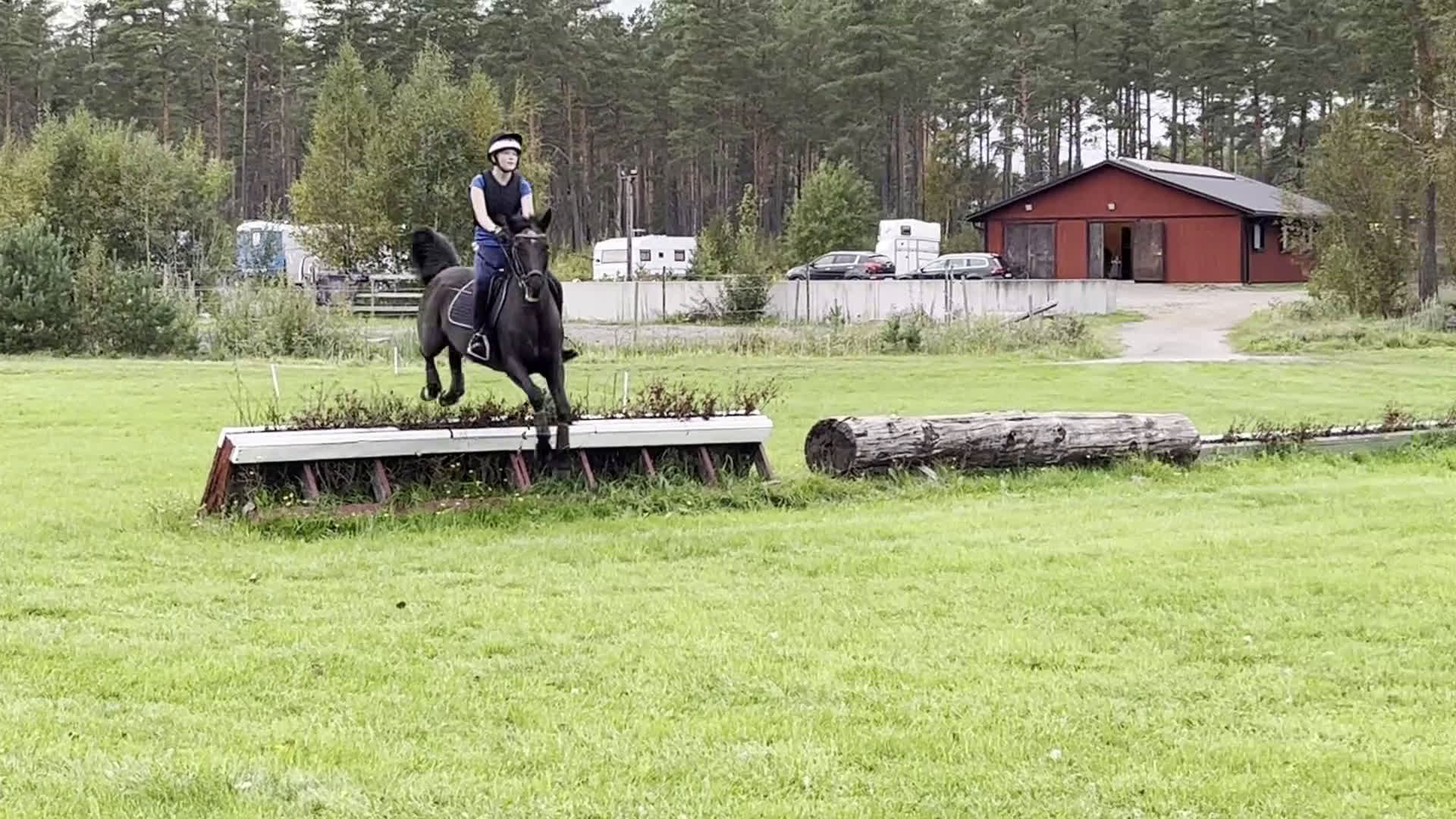 Allround hästar till salu: Bästa vän / Läromästare i Grödinge - Video 1