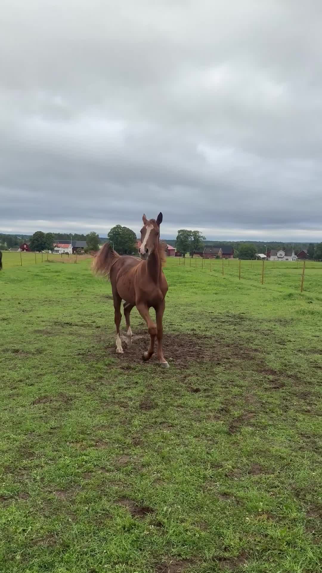 Hoppning hästar till salu: Häftig SWB-åring för framtiden - Video 1