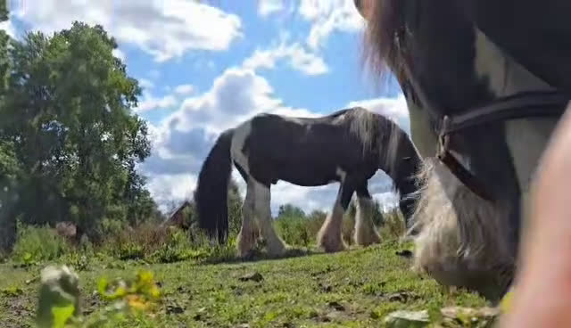 Allround hästar till salu: Tinkervalack i perfekt storlek i Unnaryd - Video 2
