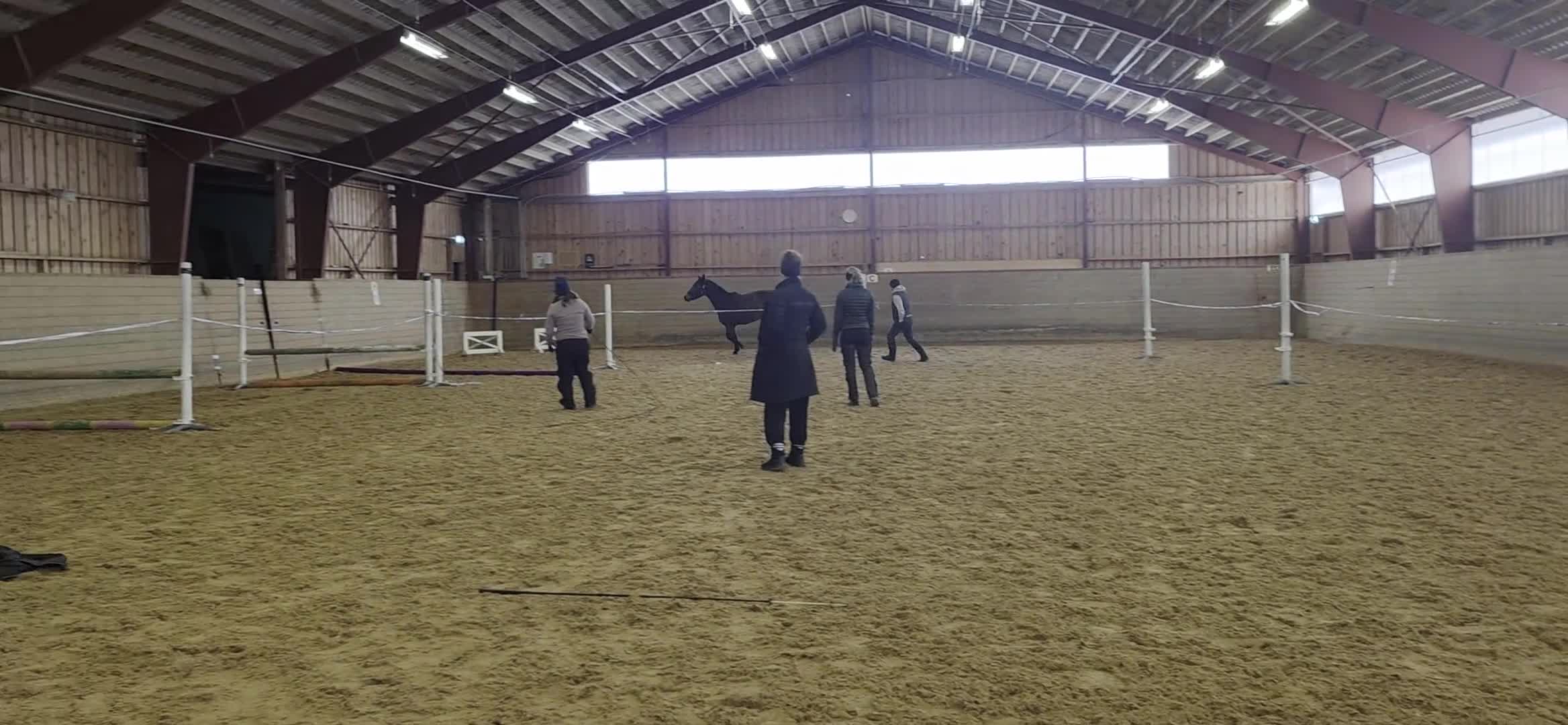 Allround hästar till salu: Inriden SWB-valack - Video 2