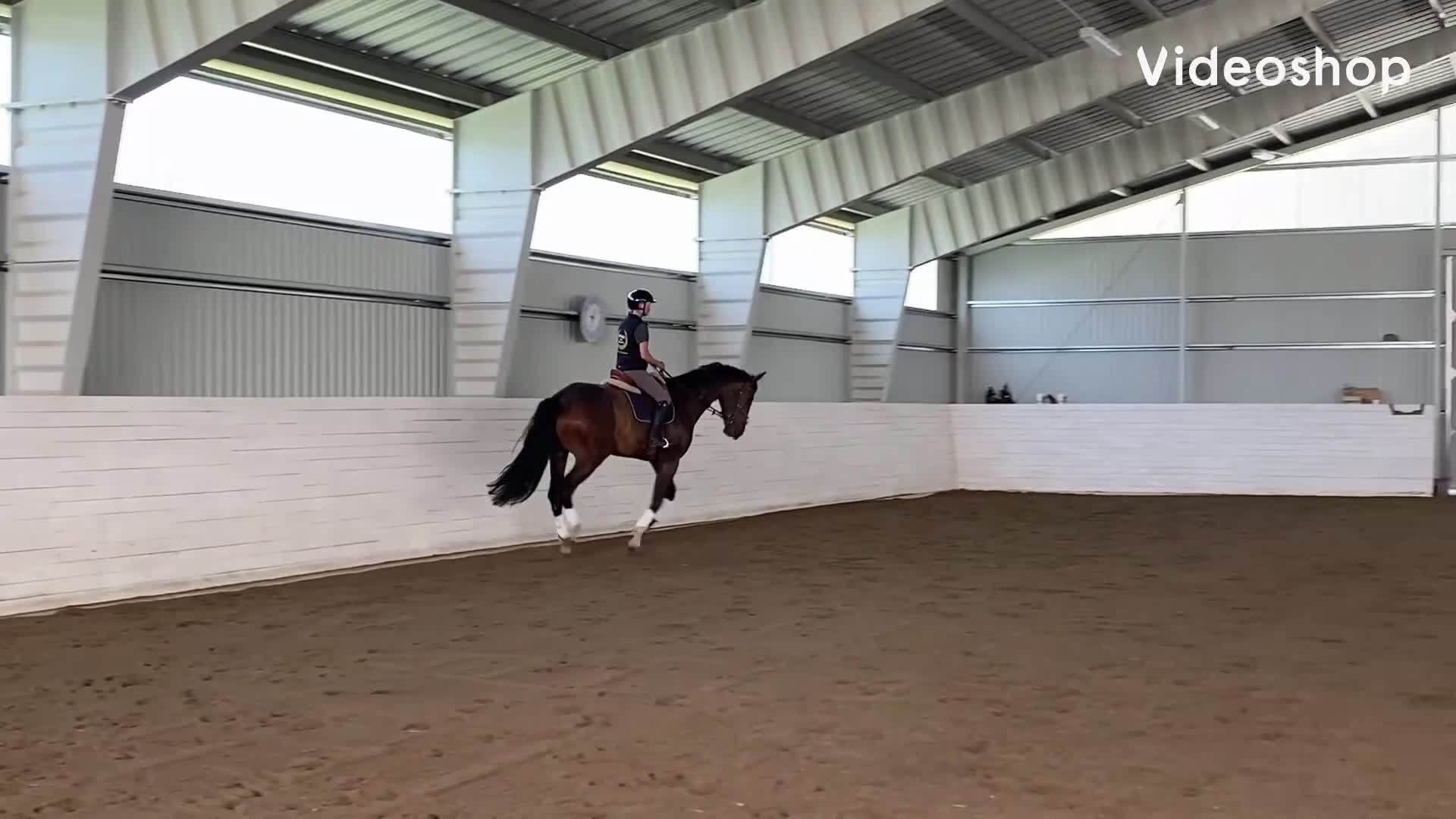 Hoppning hästar till salu: Snygg och cool 4åring med superbra psyke! - Video 1