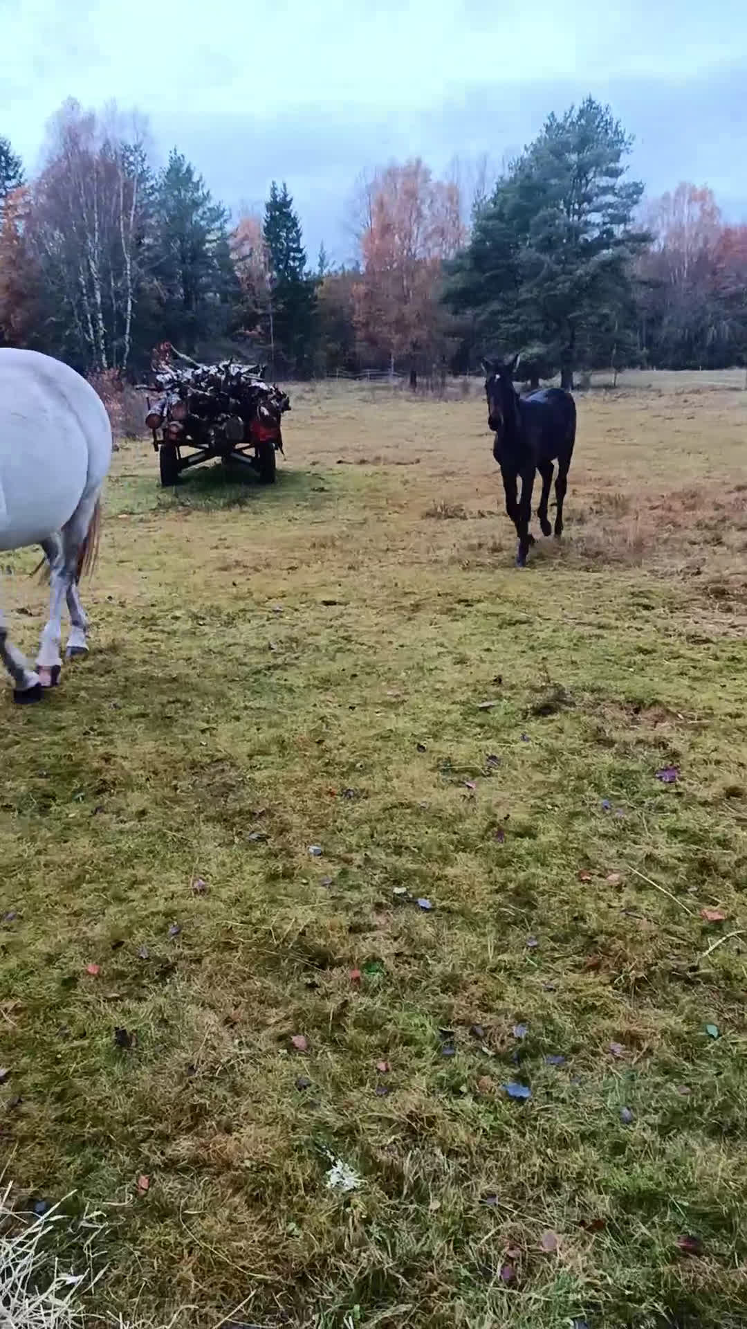 Allround hästar till salu: PocahontaZ barockpinto alternativt byte i Ljung - Video 3