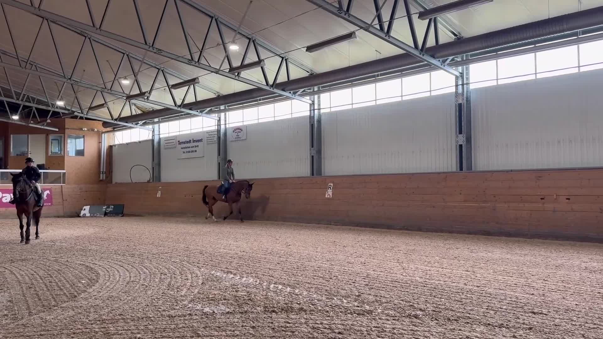 Hoppning hästar till salu: Trevligt sto - Video 2