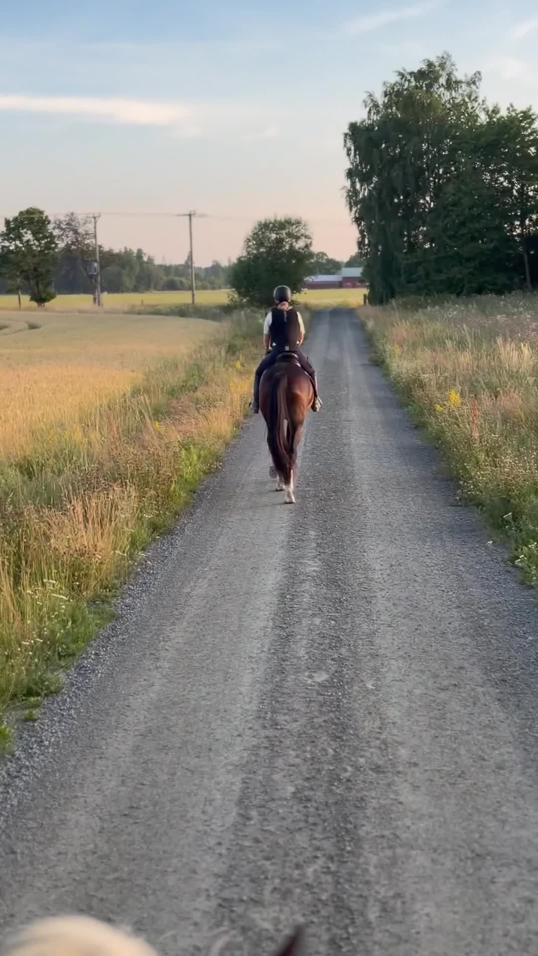 Allround hästar till salu: Framtidslöfte! - Video 2