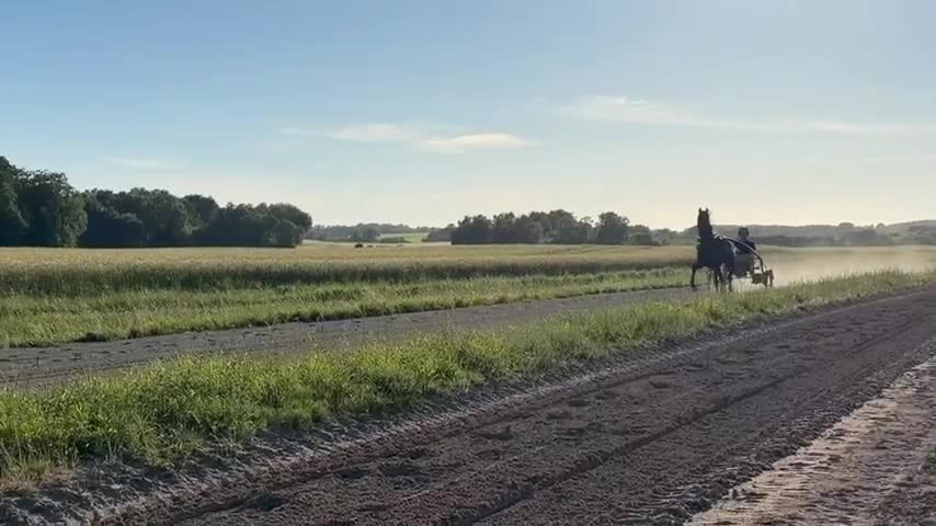 Trav hästar till salu: 2-årig valack till trav - Video 1