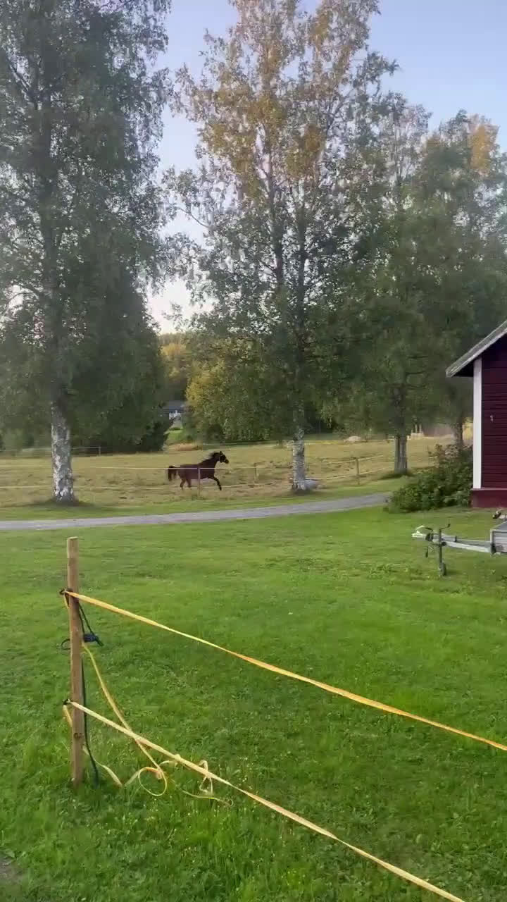 Allround hästar till salu: Personlig ponny med stor potential i Sågmyra - Video 1
