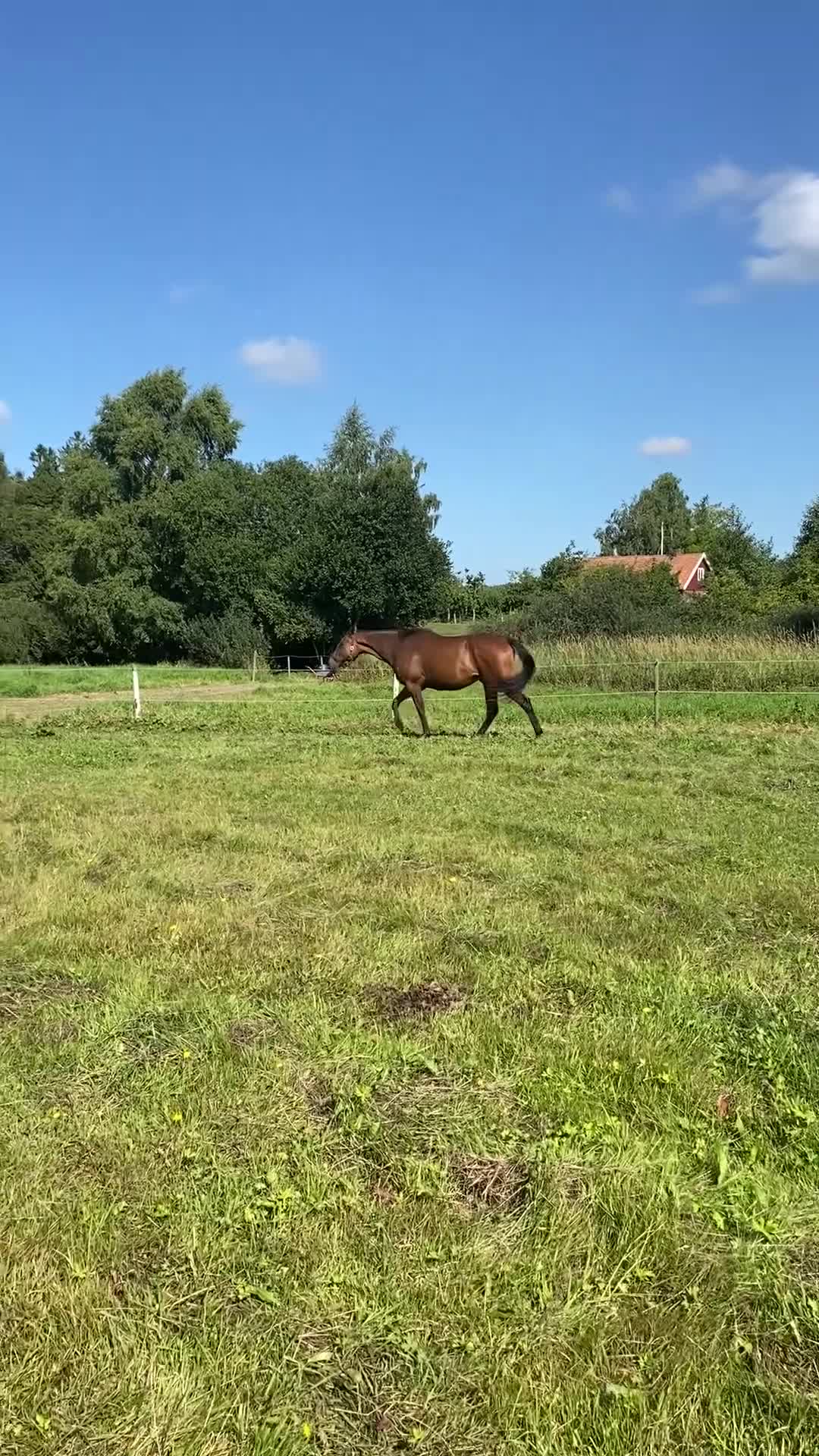 Allround hästar till salu: Allround Häst - Video 1