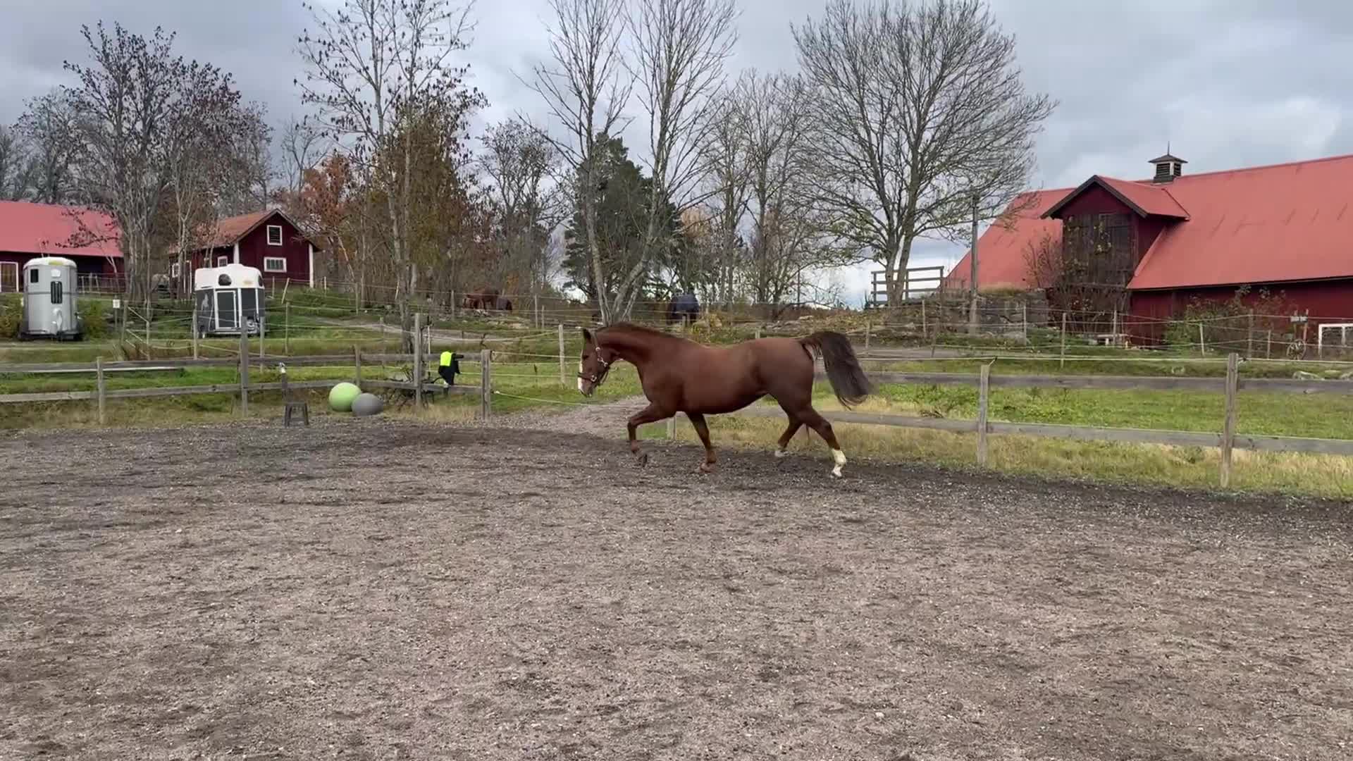 Avelshästar hästar till salu: Hoppstammat sto i Kisa - Video 2