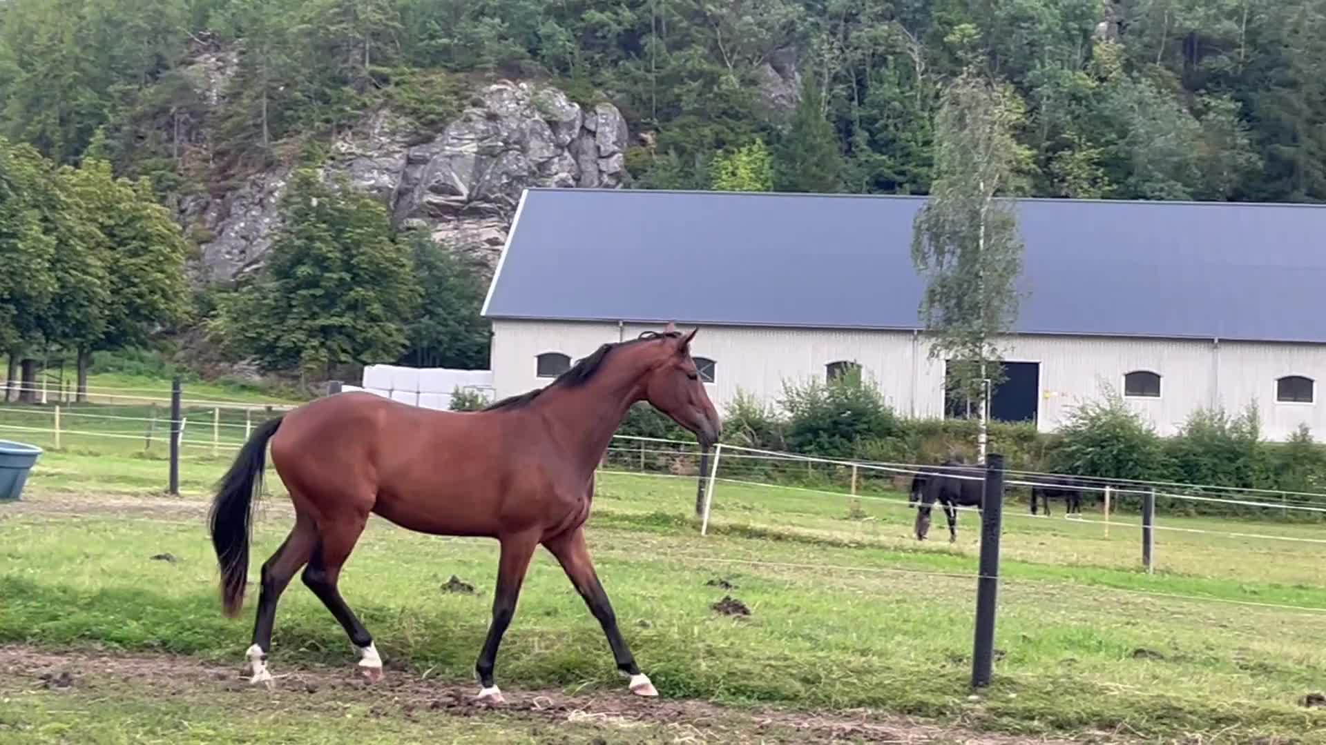 Dressyr hästar till salu: Jättefin valack - Video 4