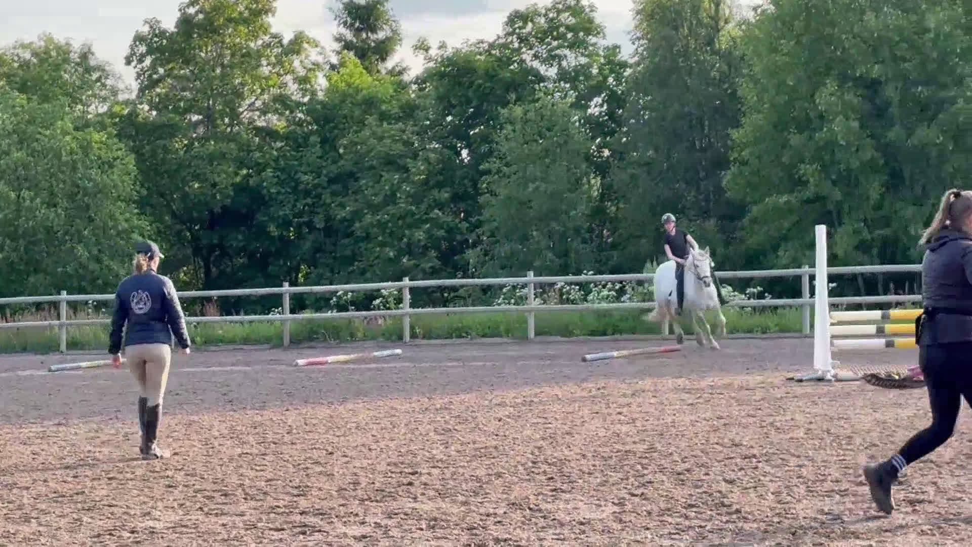 Allround hästar till salu: En bästa kompis med glimten i ögat  i Gävle - Video 3